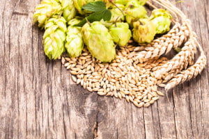 Barley and hops on a wooden background. Beer concept